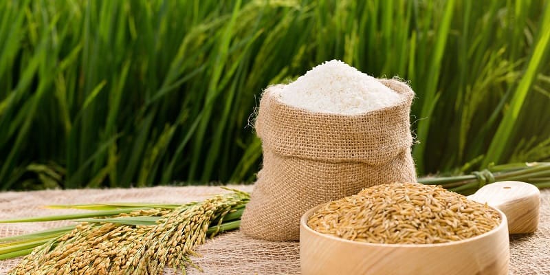 Cách nuôi gà đá cựa sắt khỏe nhờ lúa