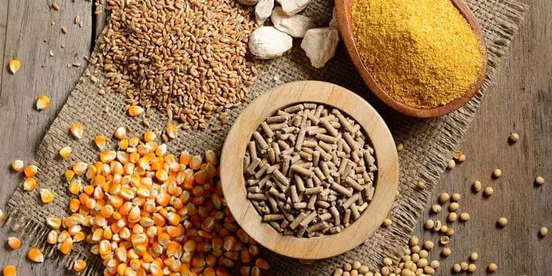 Cách nuôi gà đá cựa sắt hay bằng chế độ ăn hợp lý