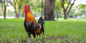 Tiết Lộ Cách Nuôi Gà Đá Cựa Sắt Chuẩn Từ Các Chuyên Gia