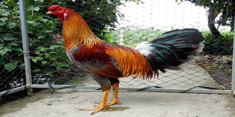 Cách nuôi đá gà cựa sắt hay bằng kỹ thuật giải mỡ gà