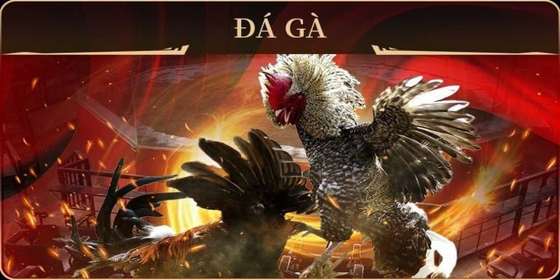 Tìm hiểu về chuyên mục đá gà nh88