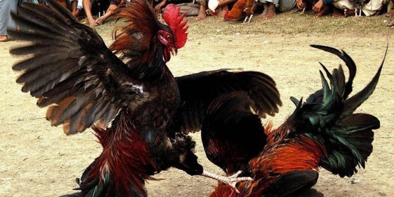Kho dữ liệu đồ sộ